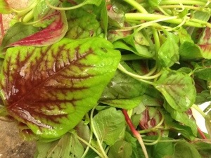 Singapore Spinach Picture on First Time  Pea Shoots And Stunning Organic Spinach From Singapore